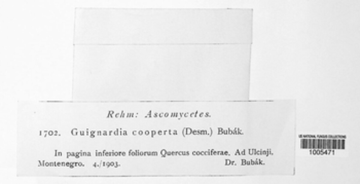 Hyponectria cooperta image